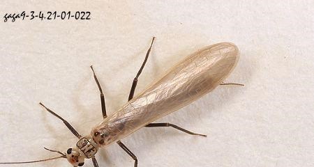 育儿心课堂|摇摇晃晃两亿年，长大只能活一天，朝生暮死说的就是它