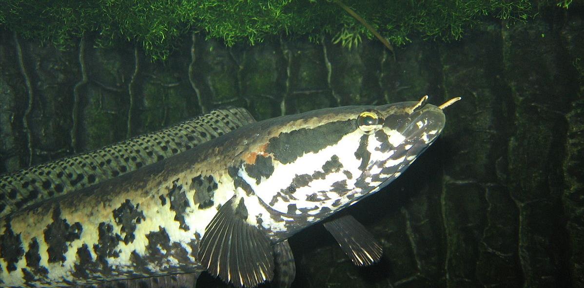 广东省|1.1米长27斤重，广东一男子野钓收获巨型大黑鱼，网友：颠覆认知