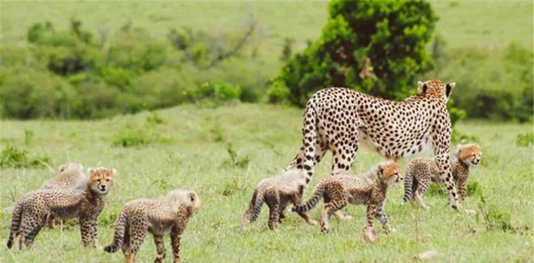 为什么10只猎豹幼崽中，仅有1只能活到成年？原因可能难以接受