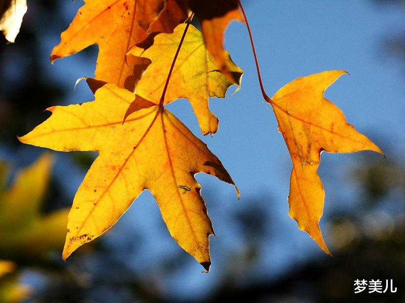 梦美儿 中年出轨悲哀