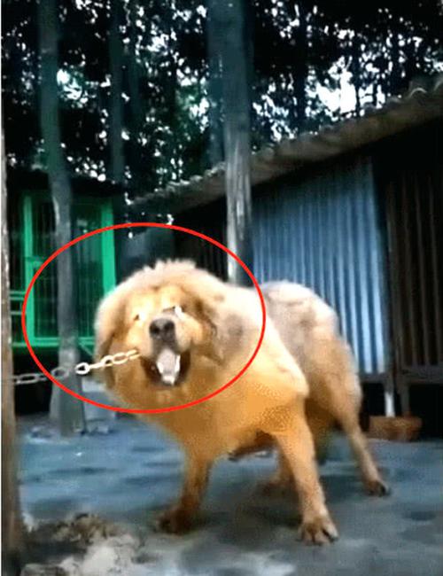 舜网 藏獒每天用牙咬铁链子,都以为它是在磨牙,实际上的原因令人害怕