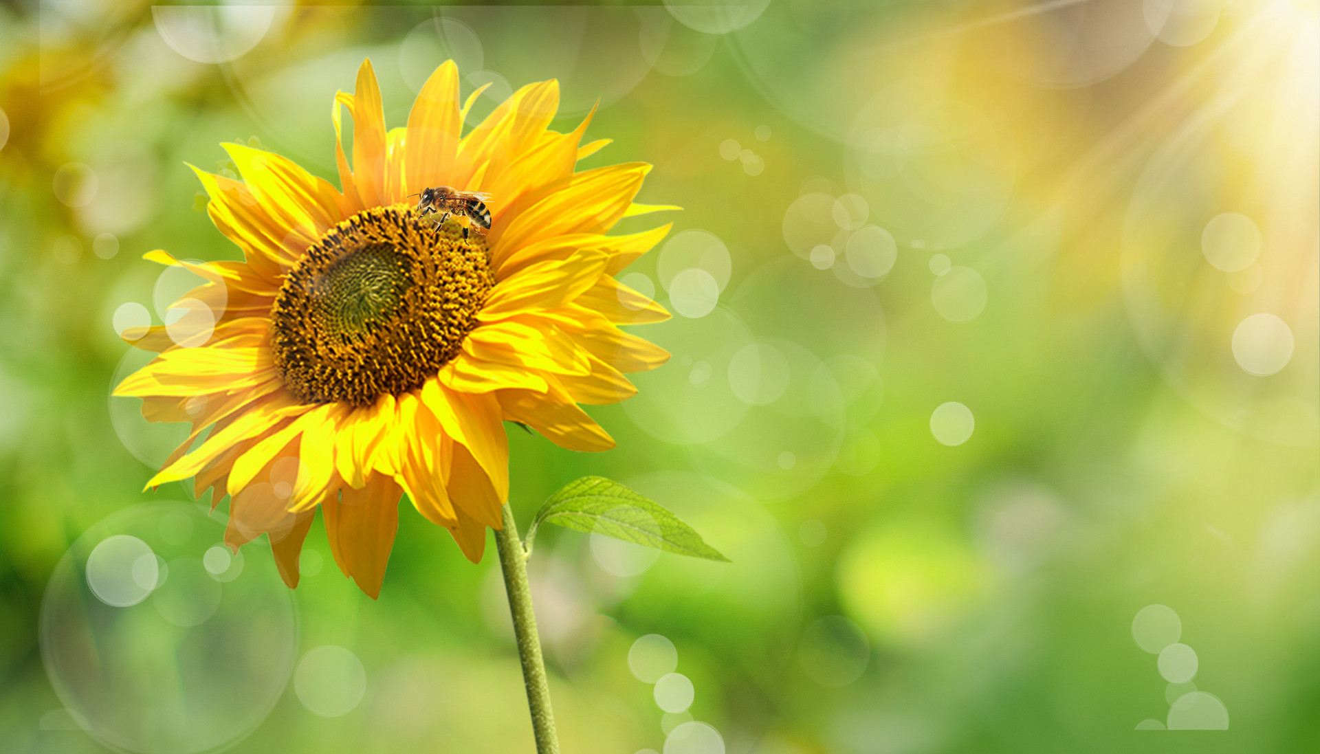 小柒漫谈星座|手段高明,懂得掌握男人心的星座女,是异性的“解语花”