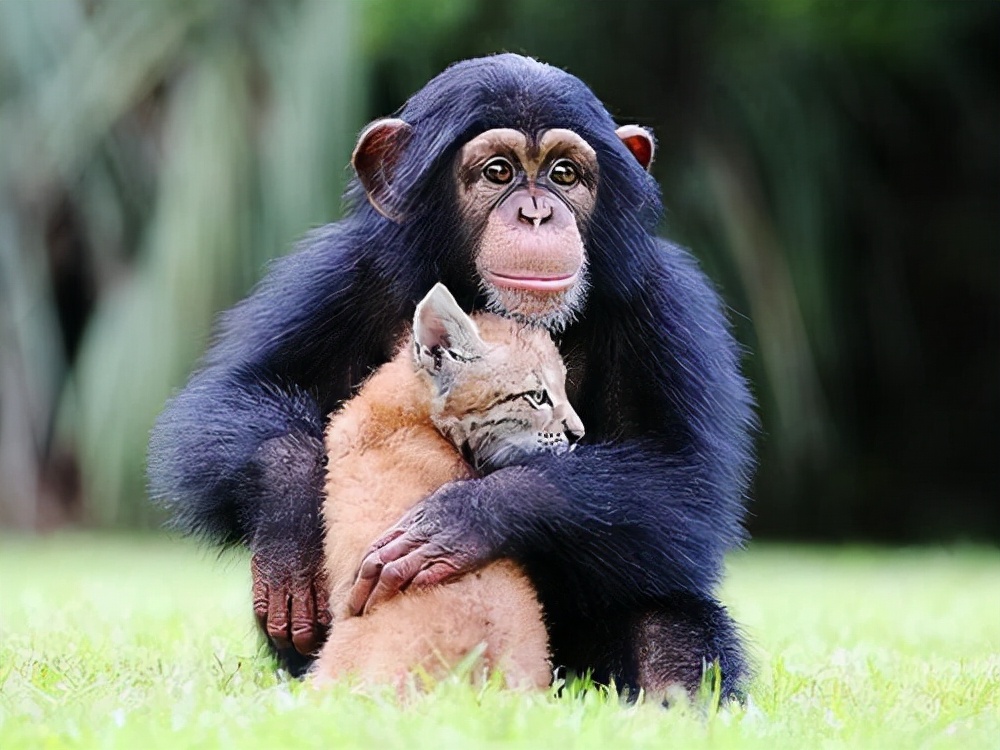 量子力学 怪事！动物园里的猩猩长出了“人类手指”，到底是变异还是进化？