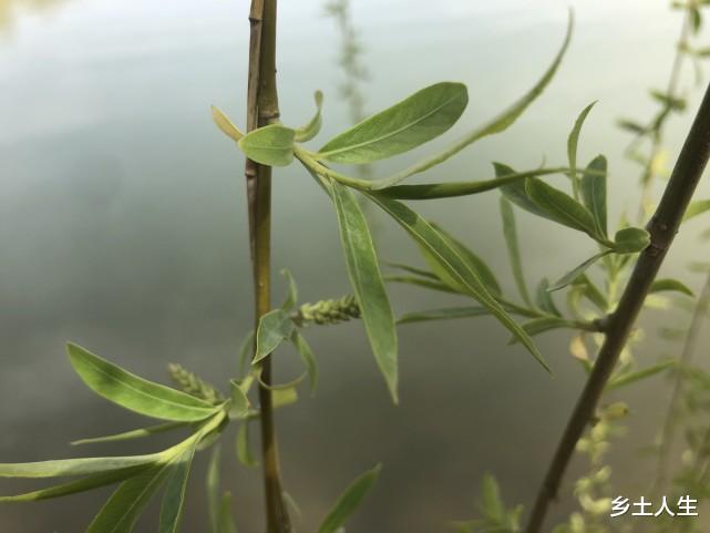 俗话说:“九月大火入咸池,十里桃花处处开”,咸池指的是什么?