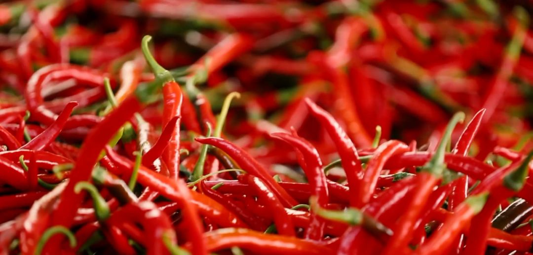 新安江淮 春游江淮请您来：阜南会龙镇——中国“辣椒之乡”