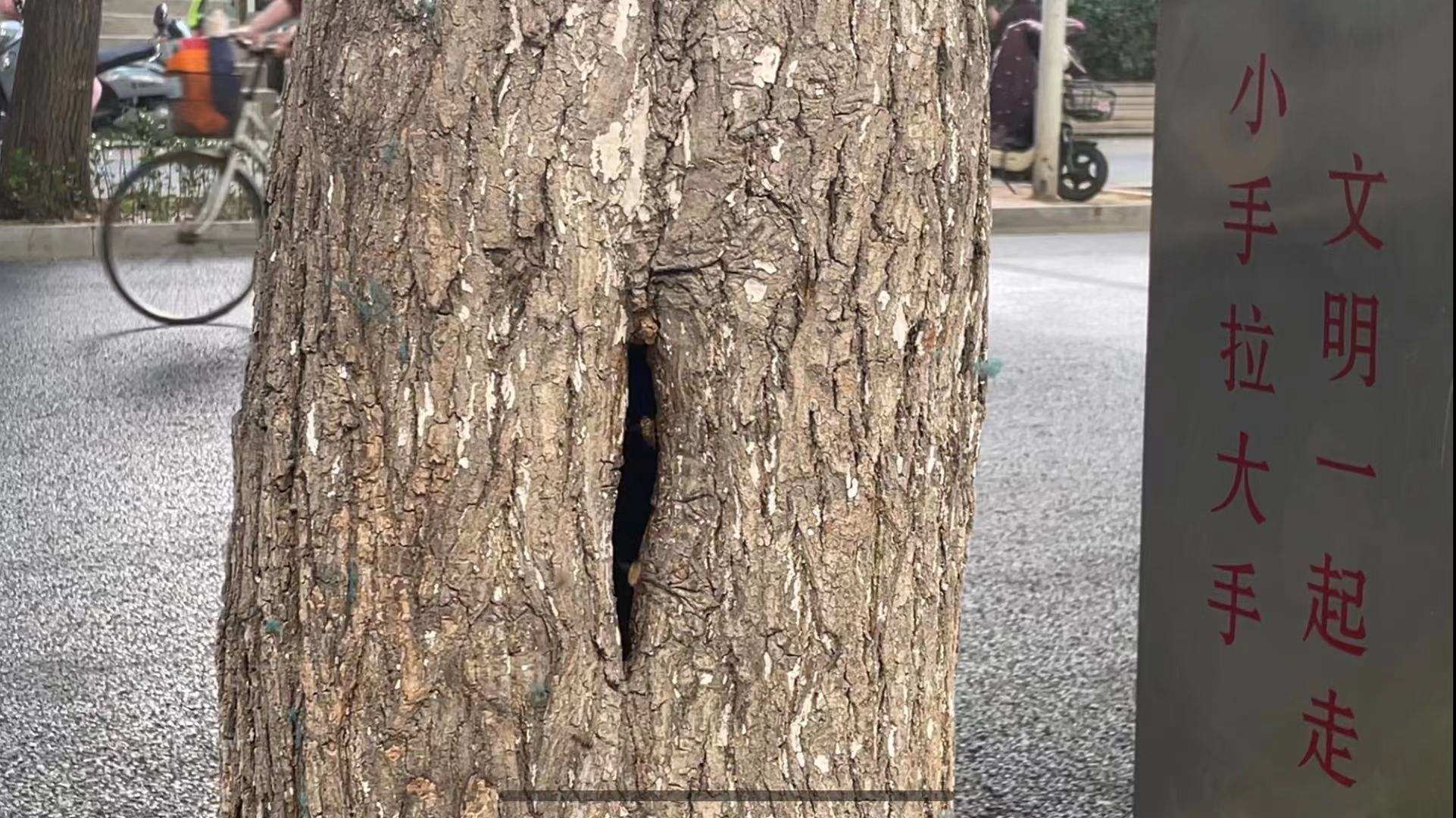 河南100度 险! 郑州工人路上成群的蜜蜂藏树洞,提醒小学的孩子上下学注意绕行