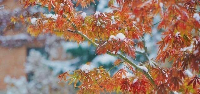 清华大学|愿以三分初雪，勾勒百景清华（多图）