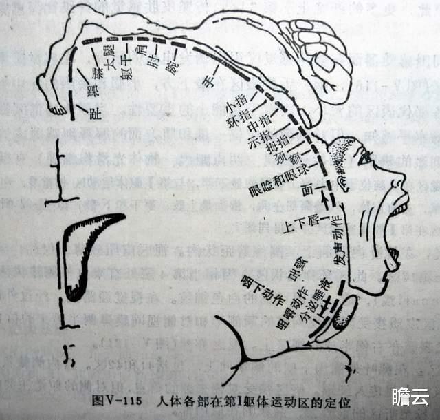 为什么人类的长相、动作姿态会有很大的差异,而动物却没有?