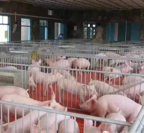 养猪通 案例分析——新员工，到猪场先学什么