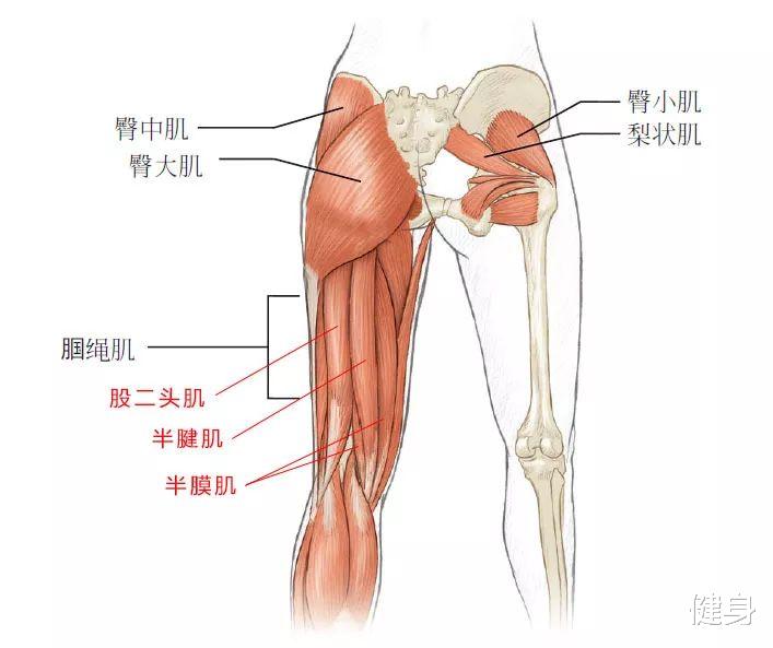健身|坐姿和俯身腿弯举：哪个更好？