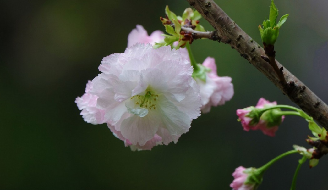生肖|6月下旬，旧情人伤痕累累，却无法放下，3生肖不再徘徊，爱情继续