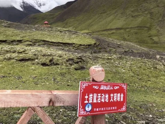 土拨鼠，一种自带互联网属性的动物