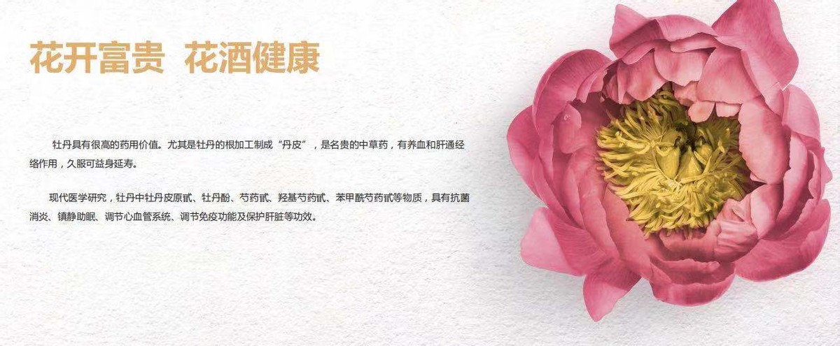 中国山东网菏泽 花养酒酒映花 花冠牡丹血脉相连  生于兹长于兹 花冠品牌蕴含深厚牡丹元素