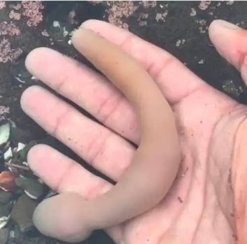 拿起一根海肠,就读懂了生命的狂野