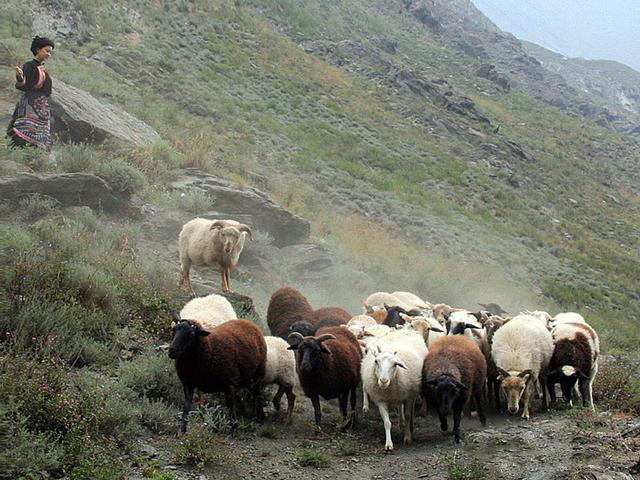 晋松|“天仙妹妹”尔玛依娜的娱圈沉浮录,她就这样改写了自己的结局