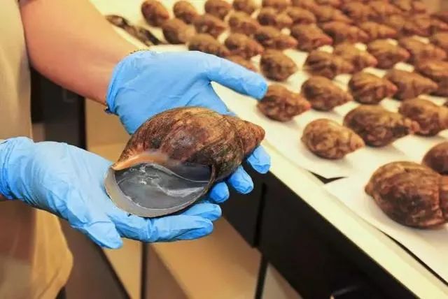 慎点!海关每年截获的邪门生物,只有你想不到…
