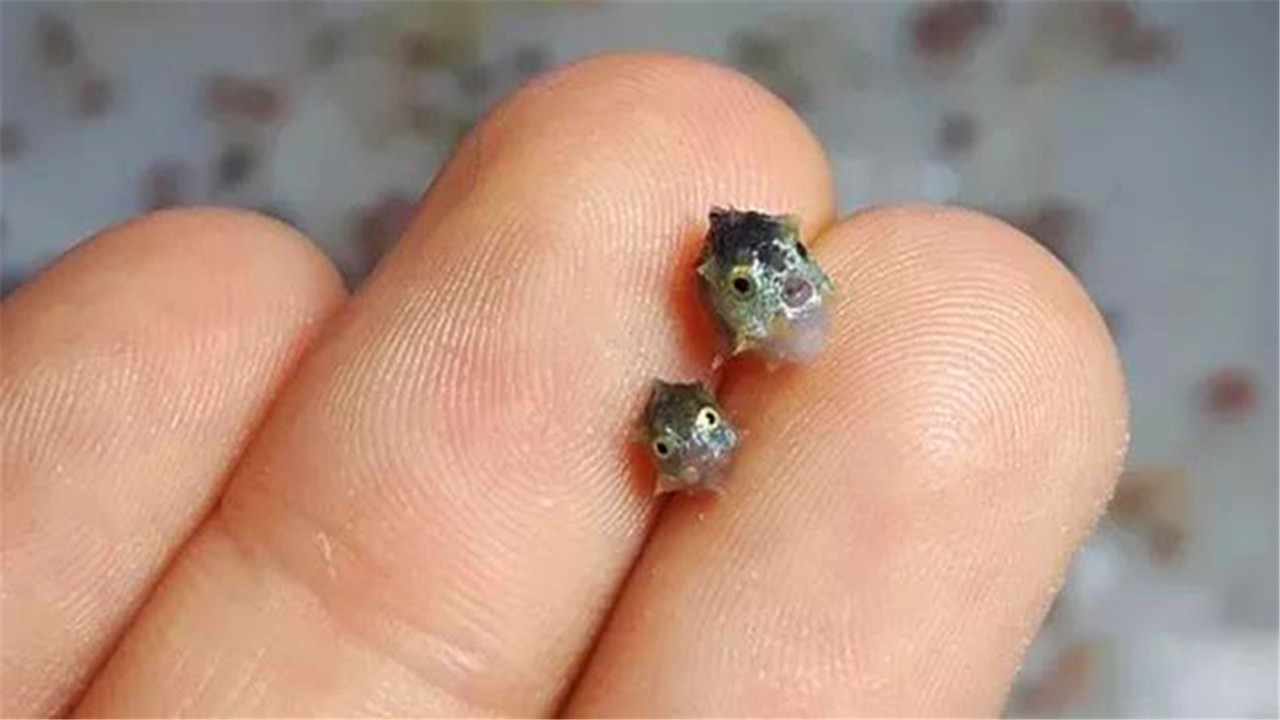 翻车鱼一次产卵3亿枚,堪称“最能生”的鱼,为何是易危生物?