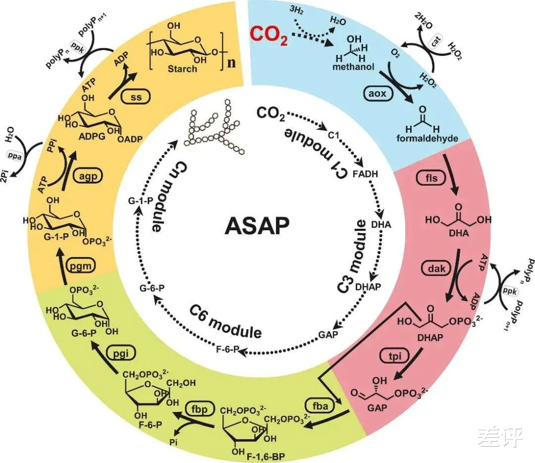 微生物 用二氧化碳合成淀粉？中国科学家今天靠这技术霸榜了科技圈