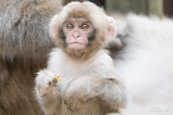 瞬间快乐|家中若有这3个生肖，9月必当事业兴旺，收入倍增，好运接二连三