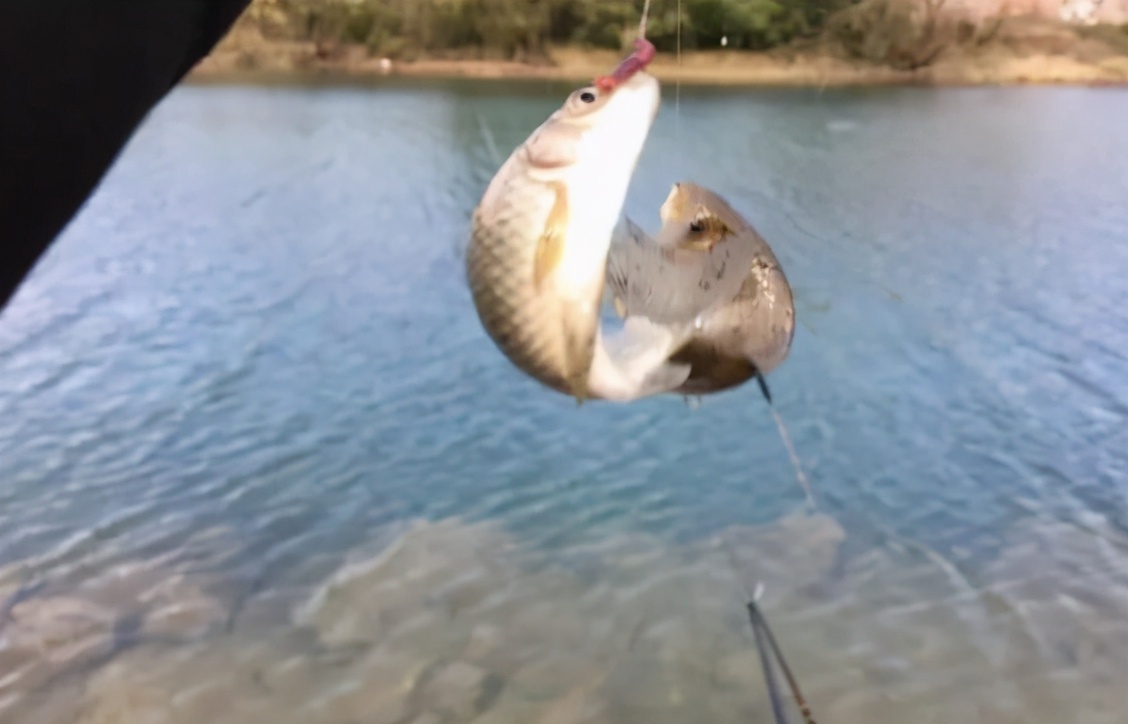 周文王|冷水鱼怎样才好钓? 来看看老钓手的经验分享! ——盛世三渔