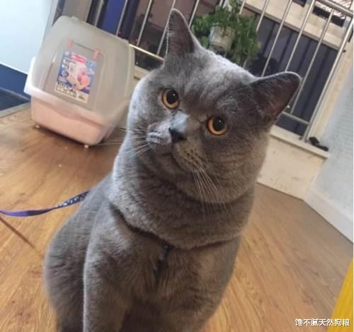 |蓝猫太肥了怎么减肥？