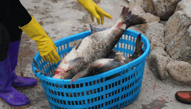 蛋白质|这样吃鱼=吃砒霜?鱼身上的剧毒部位,绝大多数人不知道真相