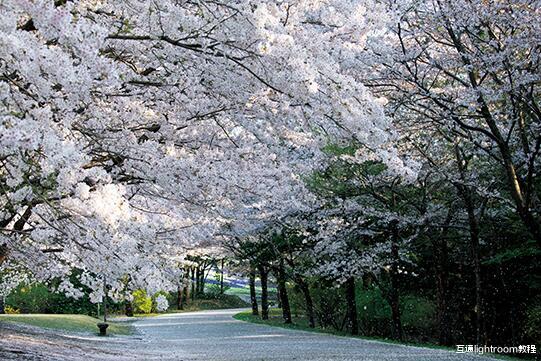 唯美|花瓣飘落照怎么拍,5种方法教你拍出花瓣随风飘落的唯美主题照