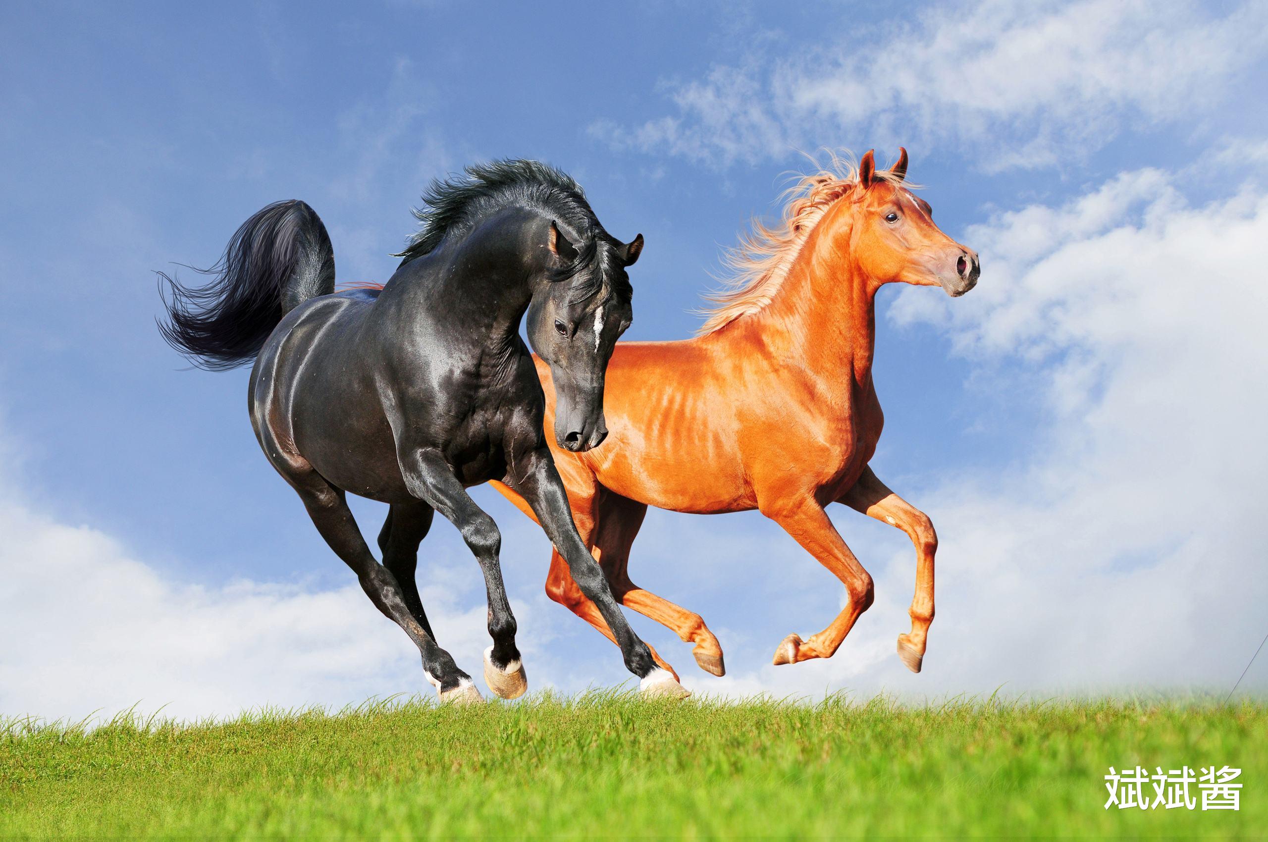 斌斌酱|外国人爱吃马肉,为什么中国吃得少?太贵只是其一,还有两个原因