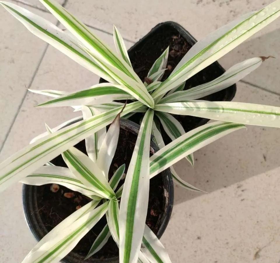 阳台养吊兰,注意“3个多”,一不小心养成瀑布!