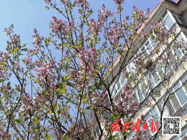 冰视频 各种花香正在“飘飞”！这份哈尔滨赏花地图赶紧收藏↘