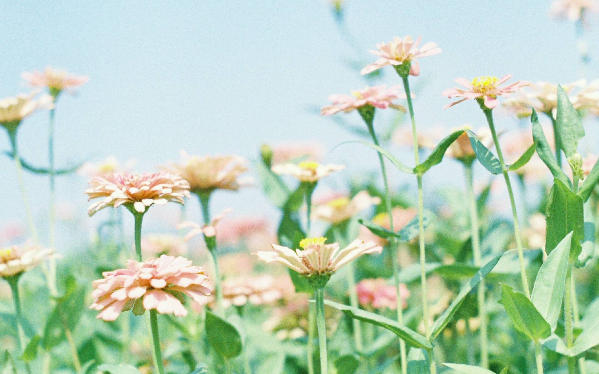 鲲鲲爱写作|让人生更惬意的十件小事,学到就是赚到