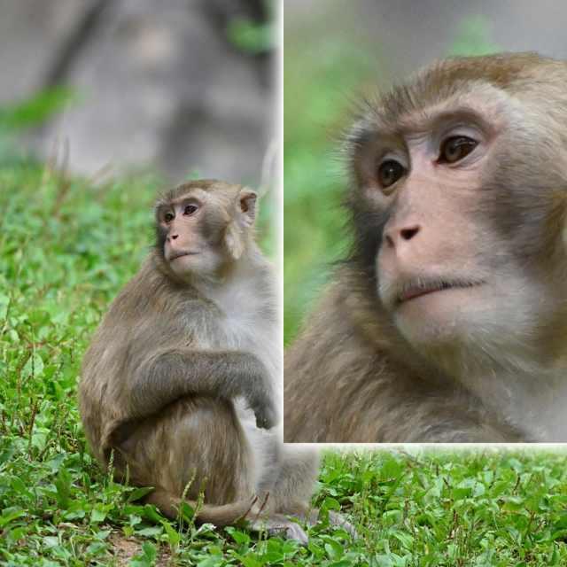 |解读尼康全幅微单：新时代Z卡口的看家本领