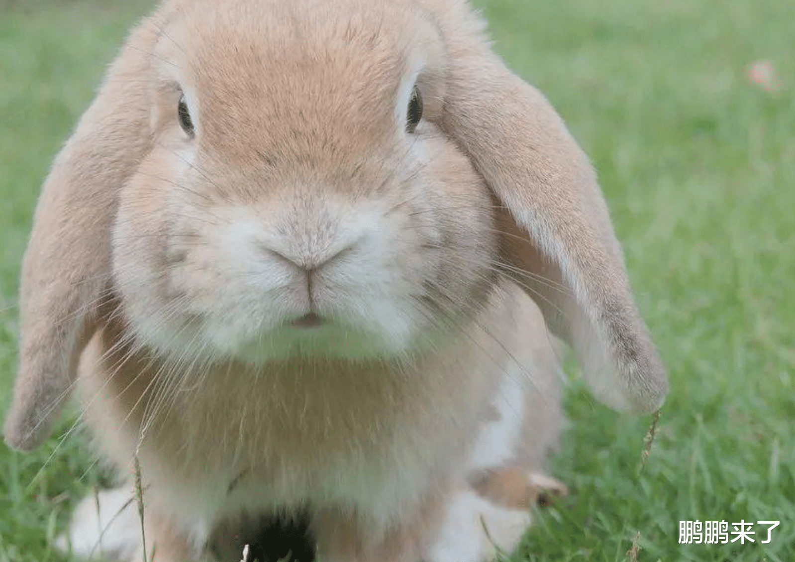 属兔|财神来敲门,属兔人神清气爽春风得意,在职场中所向披靡不缺钱花