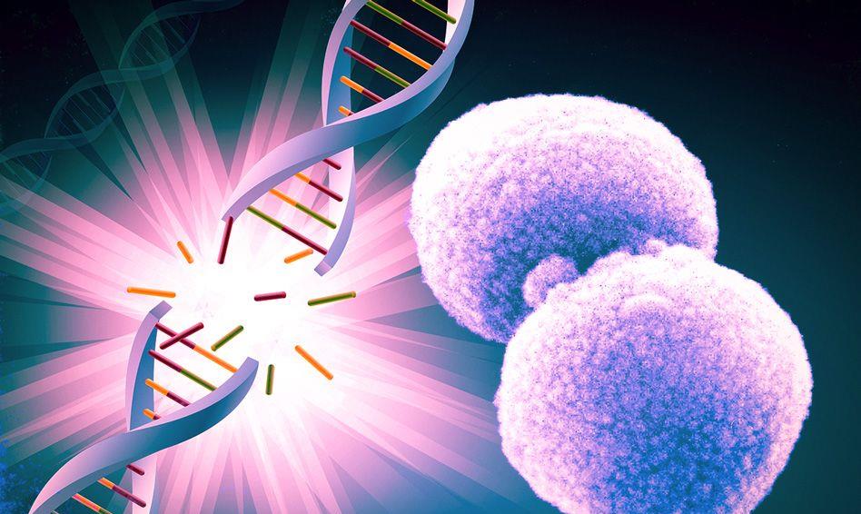 科学家 科学家们实时观察细菌修复断裂的DNA，以了解它是如何完成的