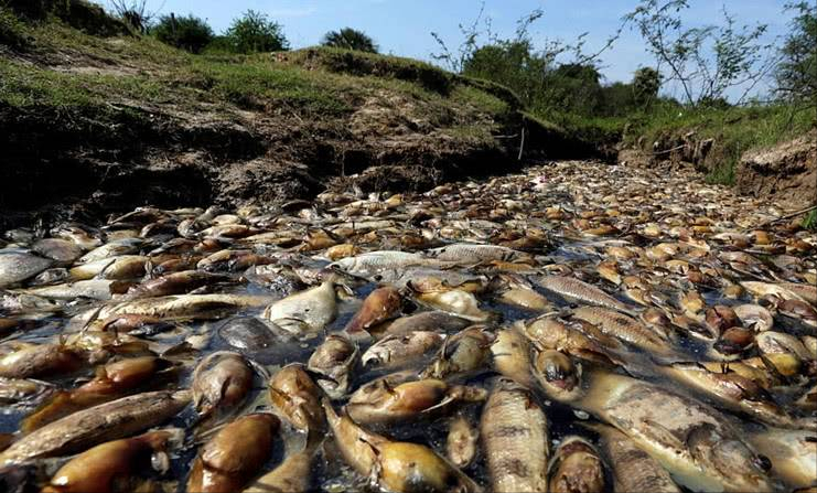 机器 疯狂的“造粪机器”,老实憨厚的河马,每年却臭死无数鱼类?