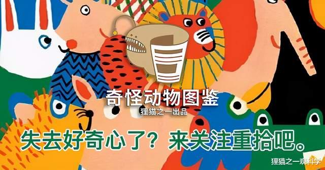 被摸鱼鳍都没反应?夏威夷发现6米大白鲨,我们对鲨鱼误解太大了