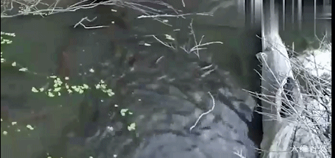 六维自然 亚马逊河发现一群电鳗,且这几十条电鳗一起放电捕鱼群,非常罕见