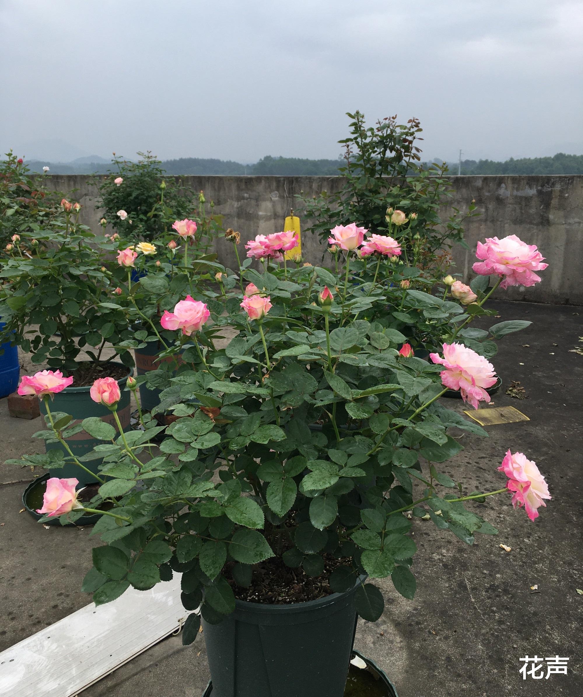 花声|月季花界的“天使”，自带仙气，浓香四溢，丰花勤花，阳台也能种
