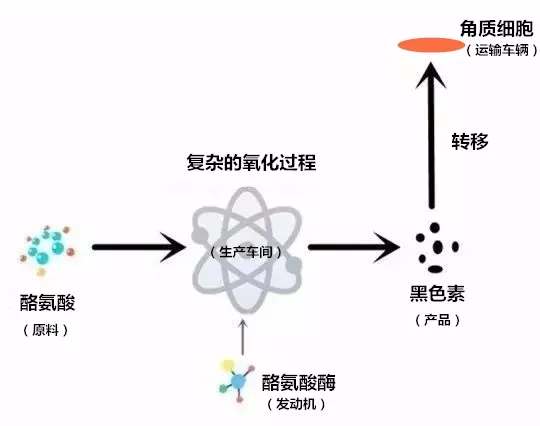 达人秀一秀|用了几吨美白，为什么还是白不了?