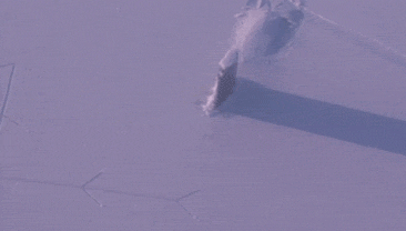 动物庄园|一觉睡醒发现自己是一线明星,你会先做什么?