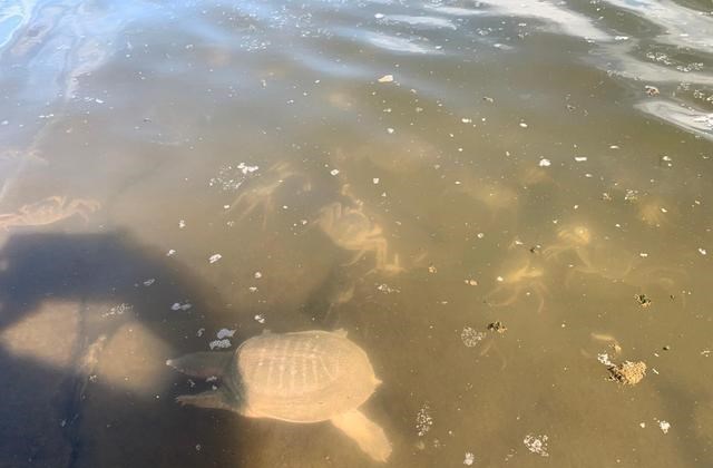 徐晓峰|江苏钓友河边钓鱼,忽然来了几波人放生大闸蟹,钓友:我钓了几只