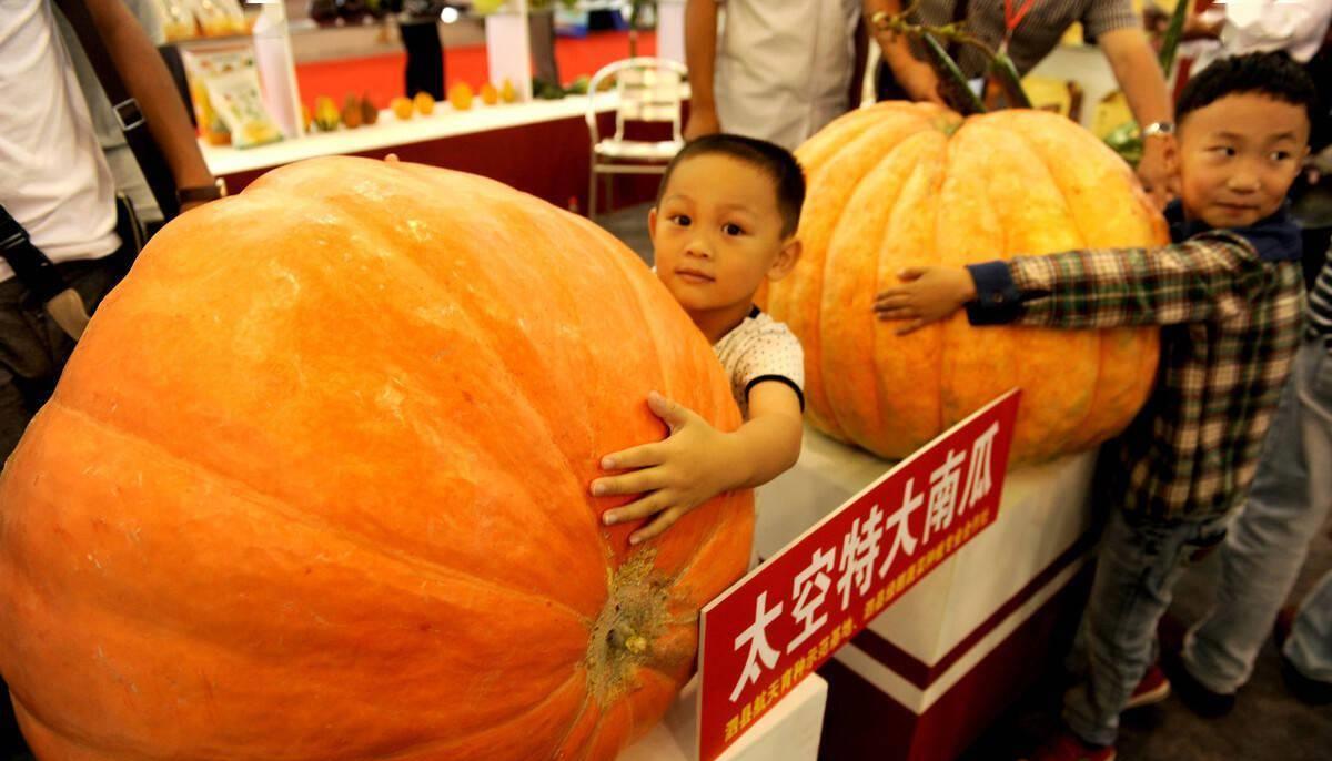 航天 为何每次神舟飞天都要带种子？背后是2000亿市场，太空育种很厉害