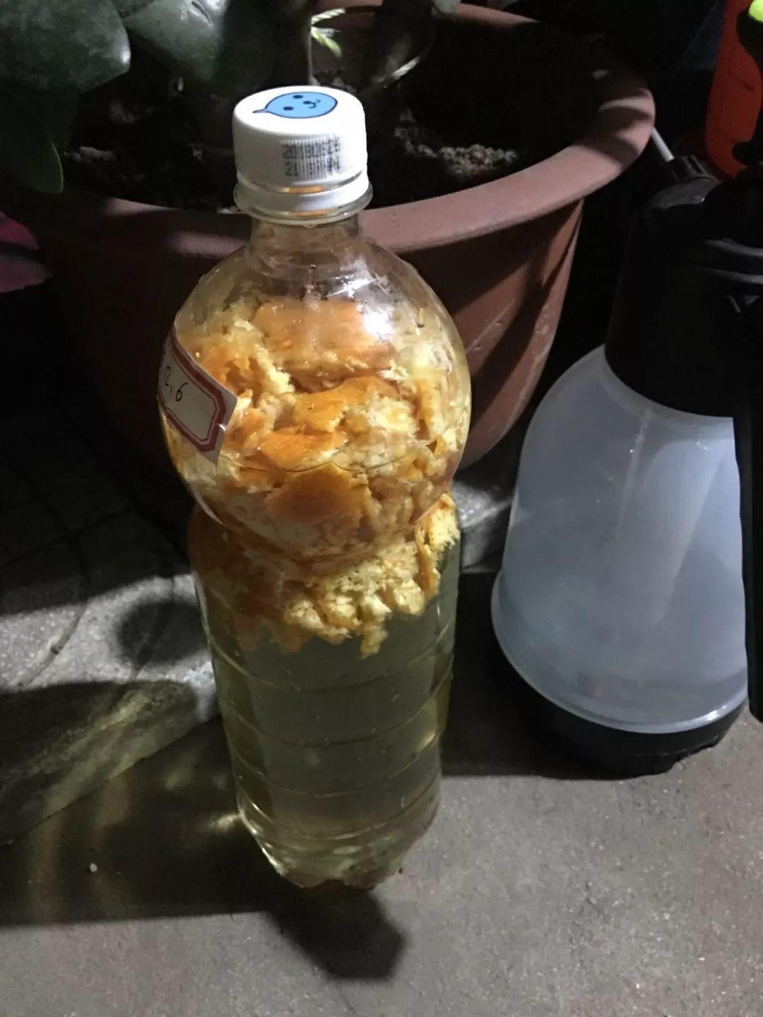 向阳园艺 冬天给花浇水，用橘子发酵，兑水浇灌，当成肥料用，促进开花