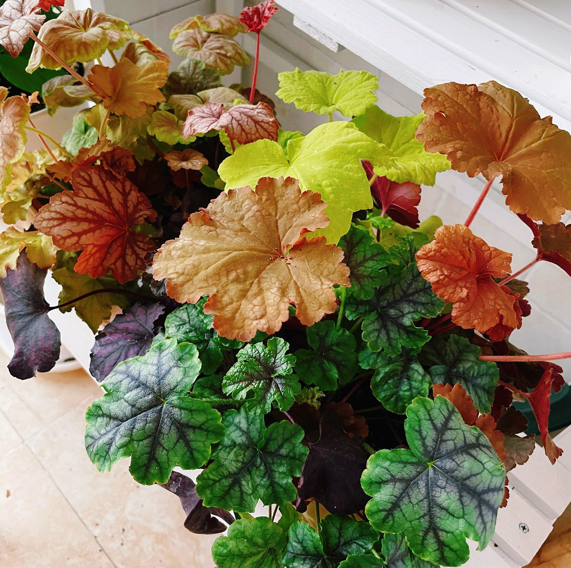 没有大院子，把自家20㎡的阳台改造成“空中花园”，没想到这么漂亮！