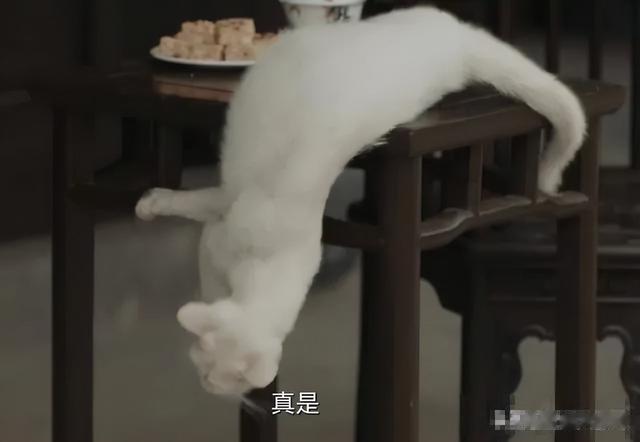 长津湖|热播剧为拍戏虐猫？！剧组回应，网友并不买账