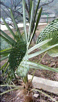 张卫健|“猜猜我在张卫健版本的西游记里发现了谁？”鸡你太美？哈哈哈