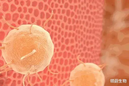  怎样才能提高间充质干细胞移植后的有效率