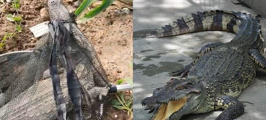 鳄鱼|佛山男子钓到鳄鱼，教科书般的操作后坐等支援，他是如何做到的？