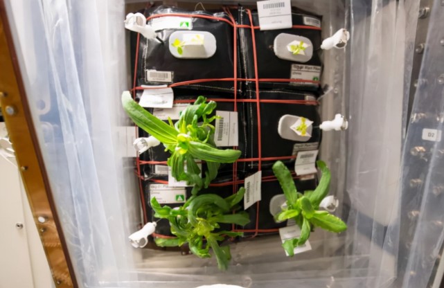 国际空间站 俄罗斯宇航员发现,国际空间站霉菌超标!这些霉菌有多难对付?