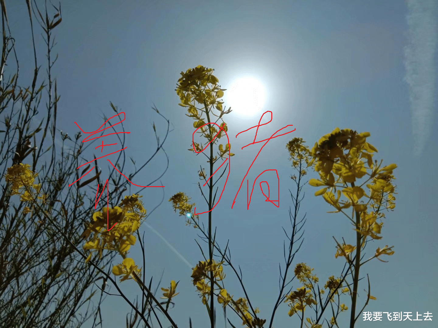 农村见闻 农村俗语：“大暑养猪有两招，学会两招猪病少”，说的是啥意思？